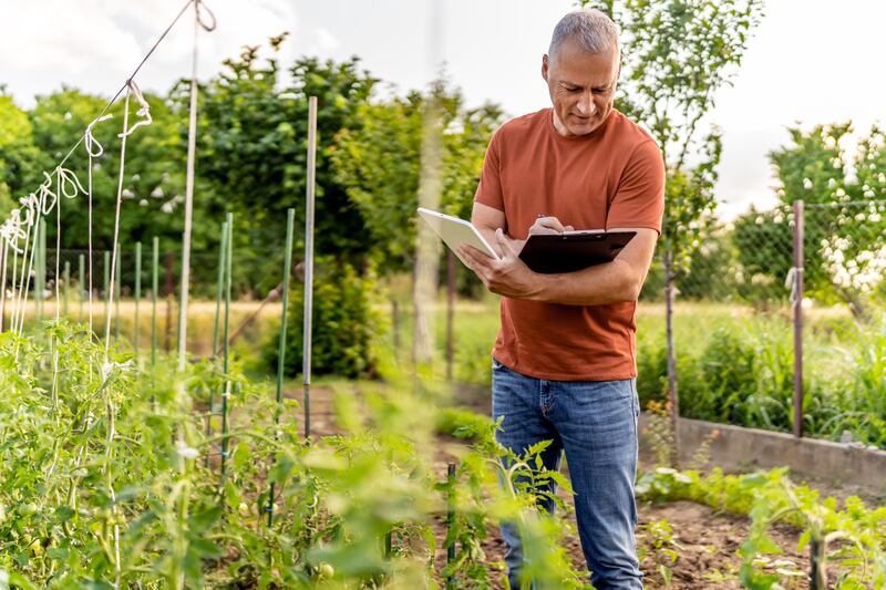 Perhaps this summer’s endless rain has highlighted the fact that a very damp area of the garden is in bad need of some sort of drainage, or alternatively that it could make the perfect bog garden. Write it down. Photograph: Getty