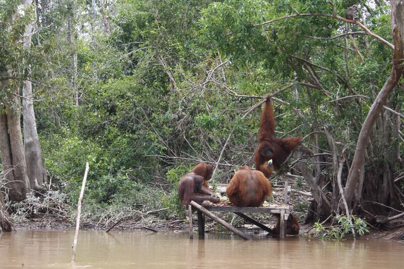 Orangutans seen from the Kahayan river, Kalimantan, Borneo