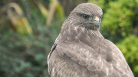 This beauty tried to steal the cat’s dinner. Is it a buzzard? Readers’ nature queries
