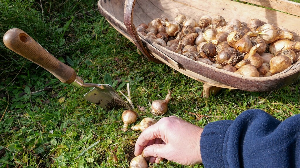 Planting daffodil bulbs on a sunny autumn day, in preparation for a spring display. Photograph: iStock