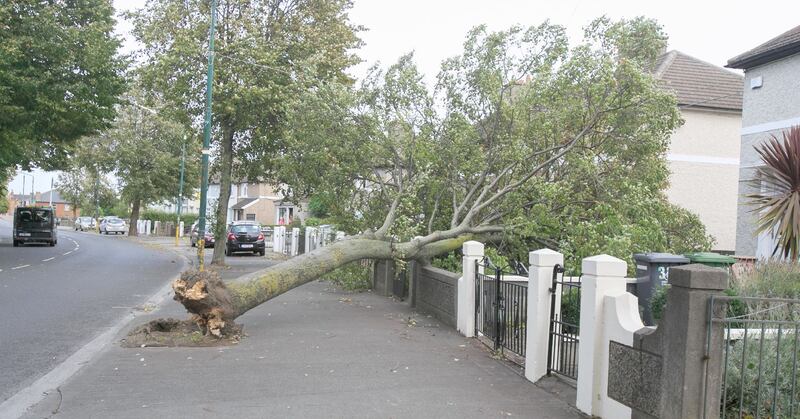 A tree which fell onto a house on Clogher Road in Crumlin, Dublin. Photograph: Gareth Chaney/Collins