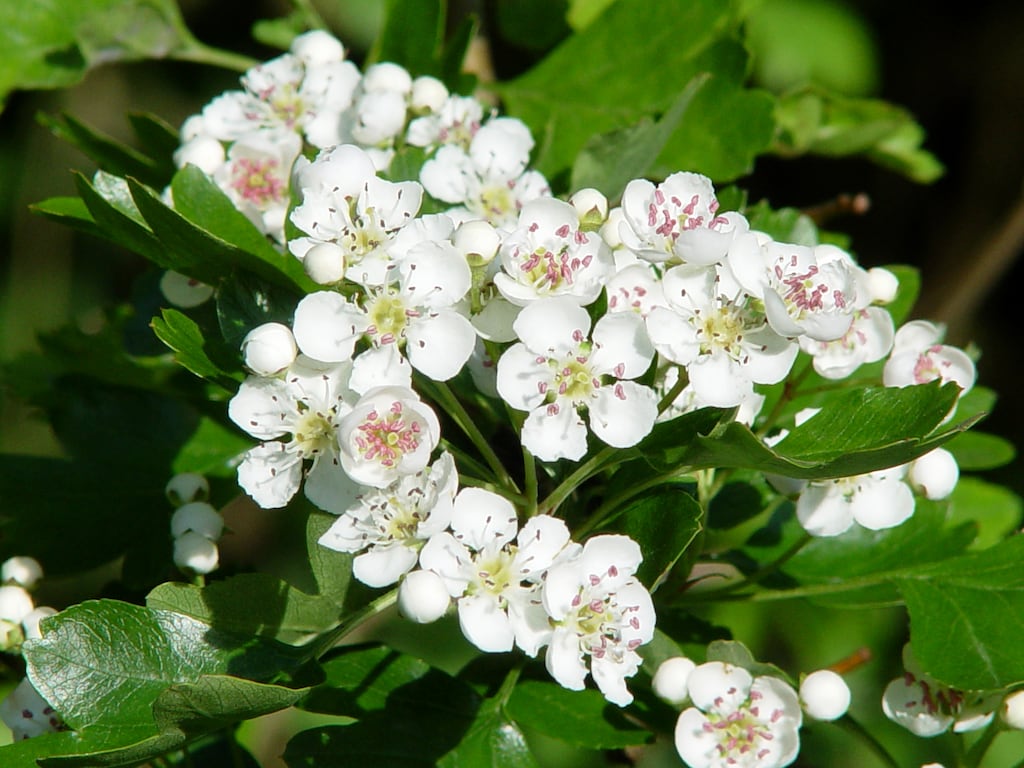 Looking forward to the hawthorn in bloom. Photograph: Denys Kolomiiets / Getty