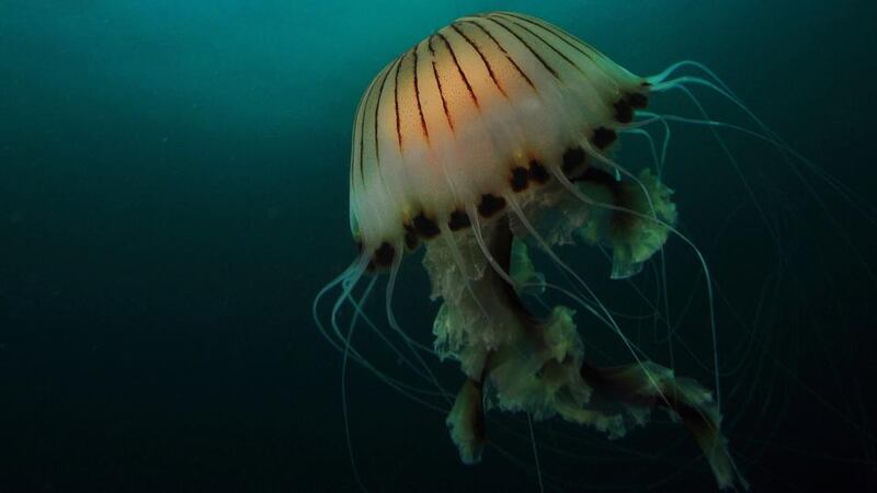 There has been a marked rise in mass strandings of jellyfish over the summer along the west coast, according to Dr Tom Doyle of University College Cork. However, he said it was still “very difficult to say” if this year was exceptional. Jellyfish pictured are the compass jellyfish (Chrysaora hysoscella) in waters off Co Sligo; transparent common jellyfish (Aurelia aurita) on sand; and blue jellyfish (Cyanea lamarckii).