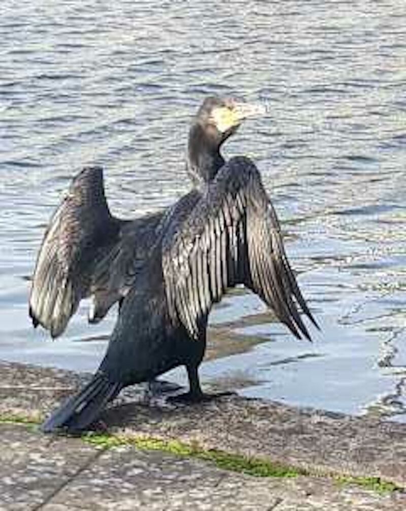 A cormorant drying its wings on the Grand Canal