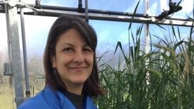 Digging into heritage for more resilient barley