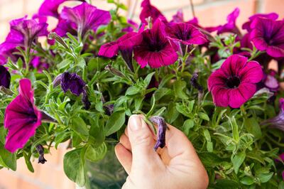 Pinch or cut away limp petunia flowers before they start seeding to encourage regrowth. Photograph: iStock