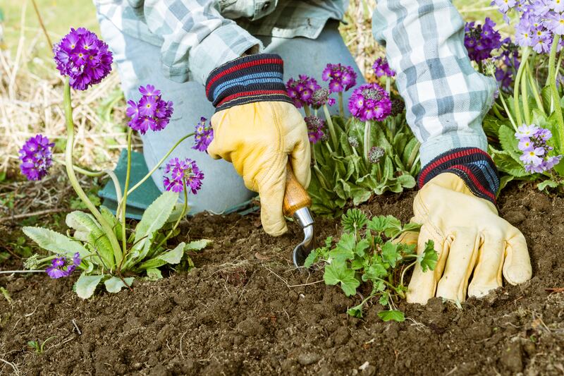 Planting in a prepared bed of top soil: Primula Denticulata flowers. Photograph: Getty