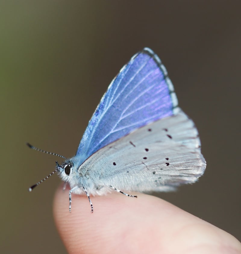 Holly blue