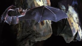 Covid-19: Scientists identify genes which help bats fight viruses