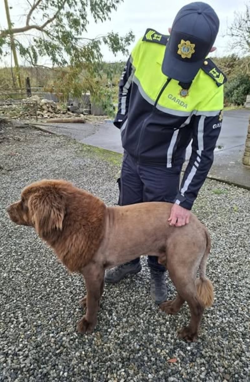 The mystery creature turned out to be Mouse, a Newfoundland dog. Photograph: An Garda Síochána