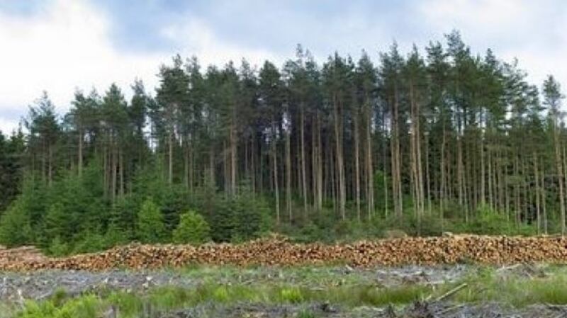 An independent study on the economic, social and environmental impacts of forestry in Co Leitrim has been commissioned by the Government.