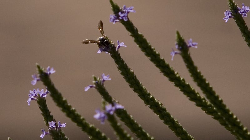 A honey bee sits on top of a Verbena hastata plant. Photograph: Diane Cebula/Newport News Daily Press/Tribune News Service via Getty