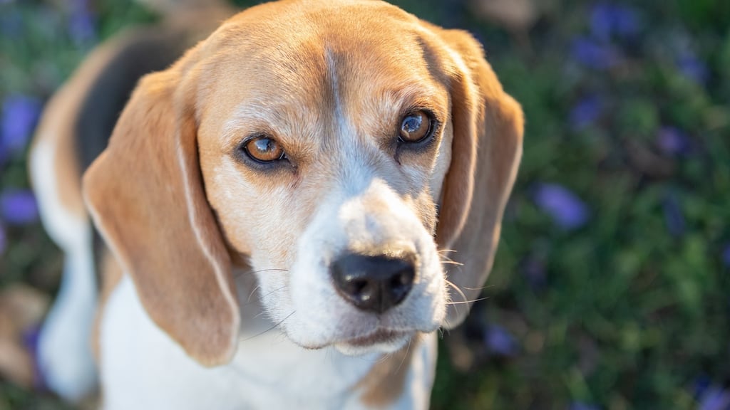 Activists say that, according to the law, if dogs used in clinical trials are in good health at the end of the process then they must be put up for adoption and not destroyed.