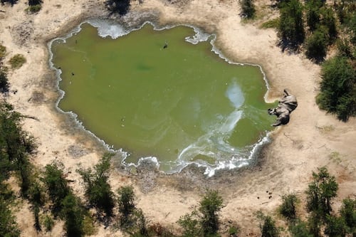 Dead elephants and feral sea lions: how poisonous algal blooms harm the planet