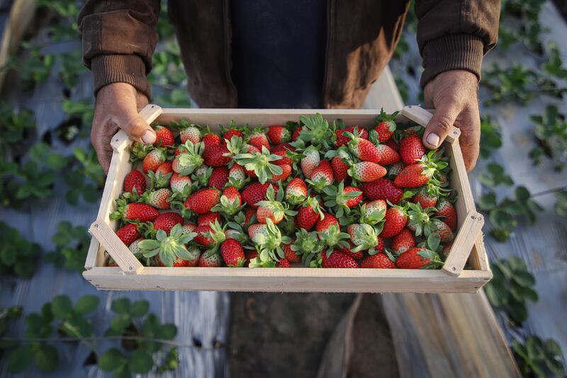 A worker holds a box of freshly picked strawberries. Photograph: Ahmad Salem/Bloomberg
