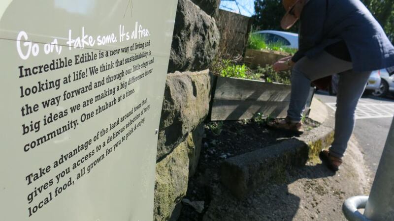 Estelle Brown checks on the rhubarb by Todmorden train station. Volunteers meet twice a month to tend the plots. Photograph: Anna Polonyi