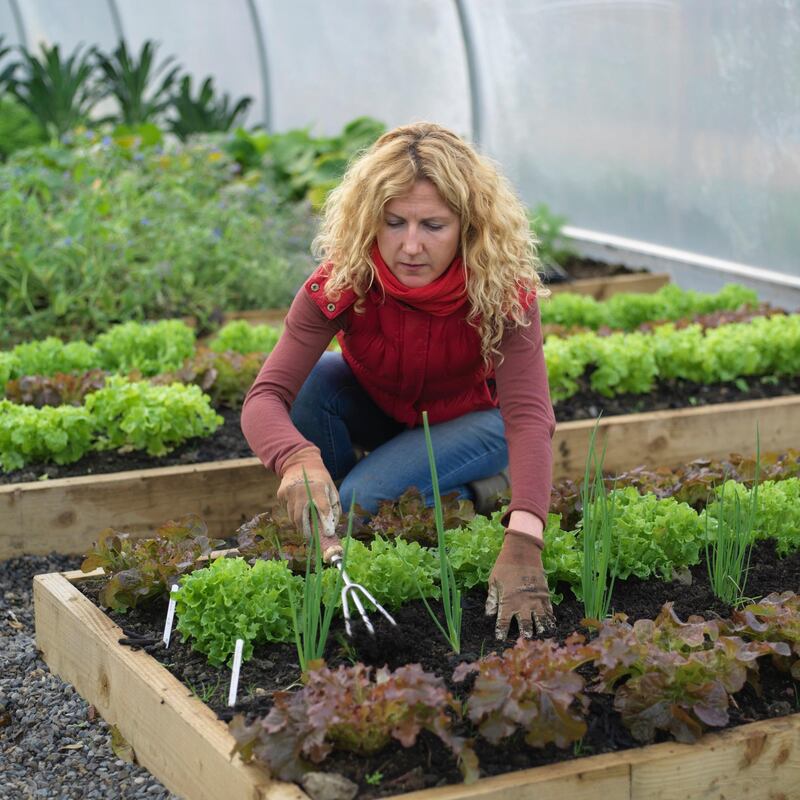 Organic kitchen gardener Kitty Scully, who now heads up Vox Pro’s kitchen garden in Cork. Photograph:  Richard Johnston