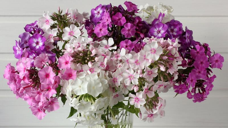 Garden phlox of different varieties. Photograph: iStock