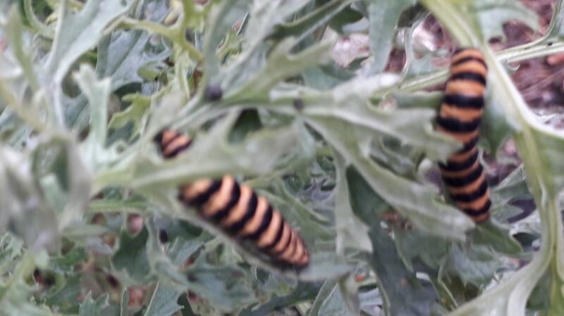 Caterpillars of the Cinnabar Moth