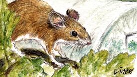 Another Life: I am living proof of the value of horticultural therapy