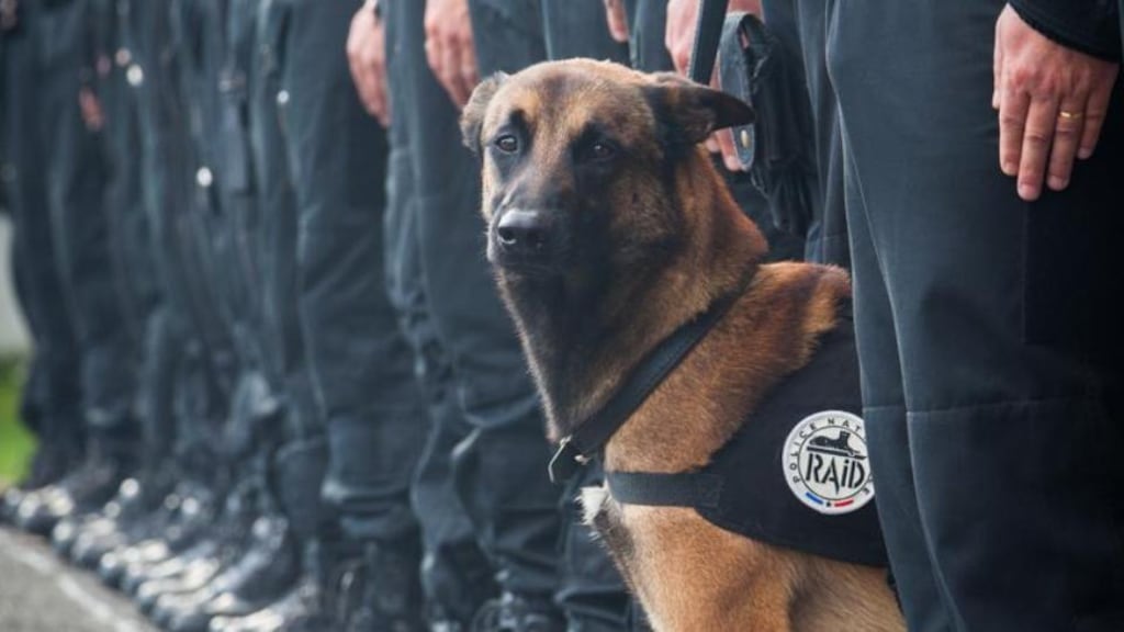 A photograph, posted along with a tweet by the Police Nationale, which reads: “Assault and explosives search dogs: indispensable in the missions.”