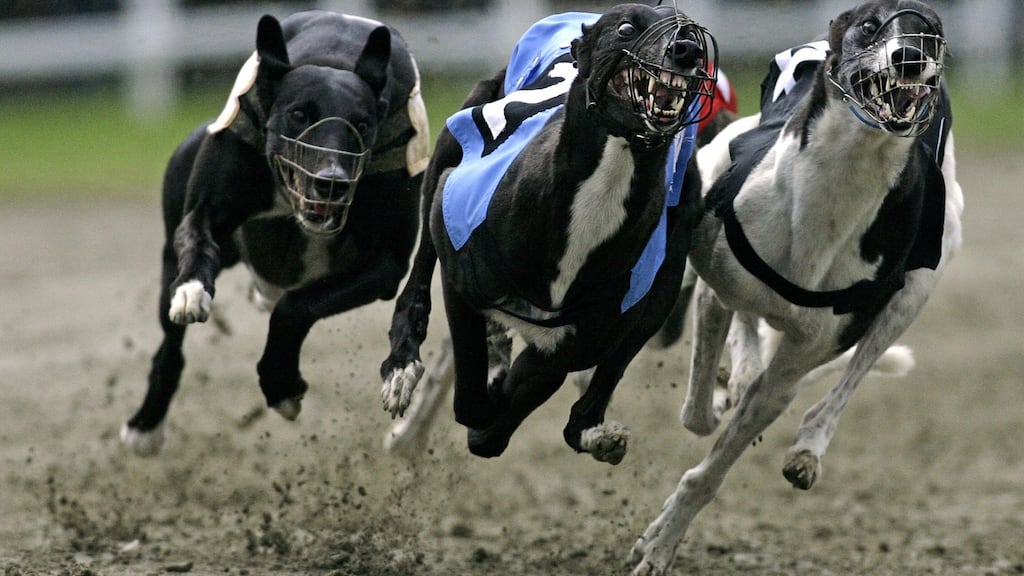 Barry’s Tea and FBD Insurance have pulled their sponsorship of greyhound racing following the RTÉ Investigates programme on the industry. Photograph: Peter Kohalmi/AFP/Getty