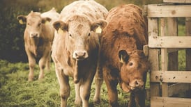 Brexit €100m beef fund for farmers announced