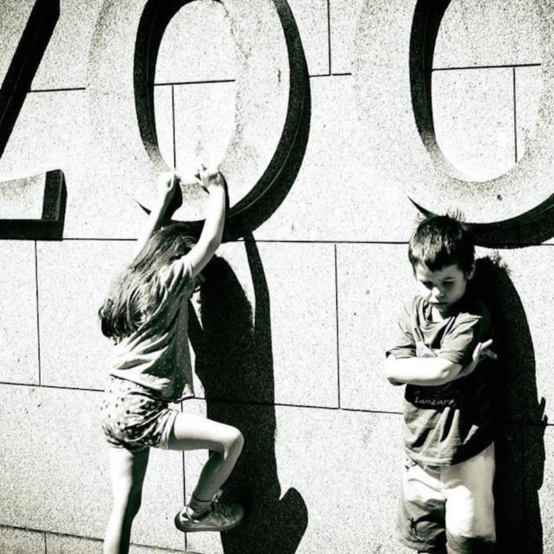 My cheeky monkeys. Photograph: Grace Vaughan