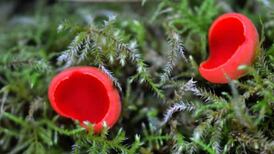 What are these heart-shaped flowers? Readers’ nature queries