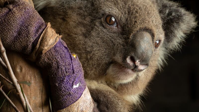 A female koala recovers after bushfires in the Native Wildlife Rescue centre in Robertson, Australia. Photograph: John Moore/Getty Images
