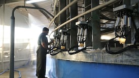 Dairying yields by far the largest income for Irish farmers, survey shows