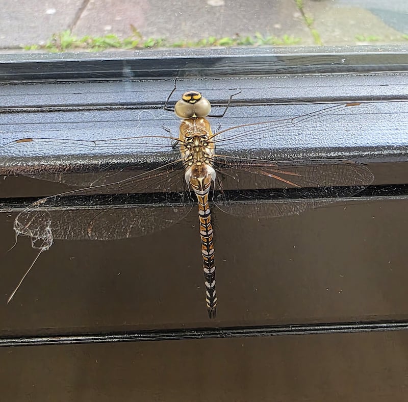 Autumn hawker dragonfly. Photograph: Sarah McGuinness