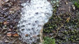 Is the sap fermenting under the bark of this cherry tree? Readers’ nature queries