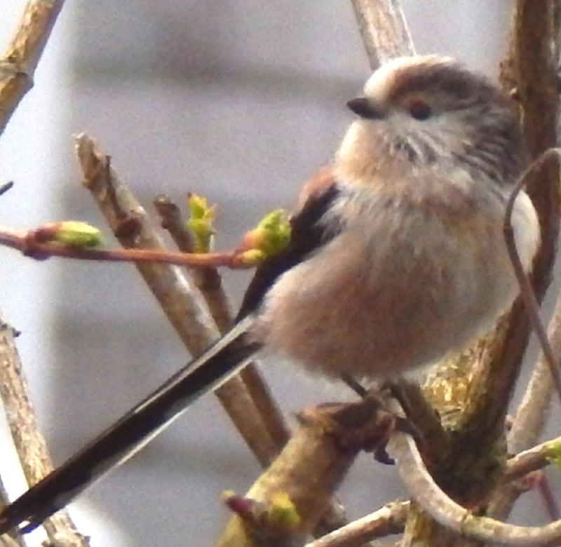 Long-tailed tit