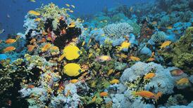 Marine life in oceans has almost halved since  1970s