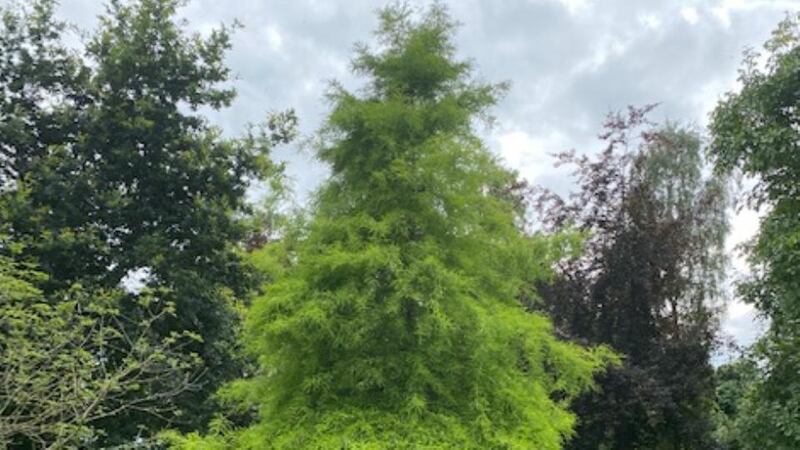 The dawn redwood – Metasequoia