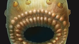Sea creature with large mouth and no anus is ‘our earliest ancestor’