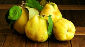 Quince season means autumn has arrived