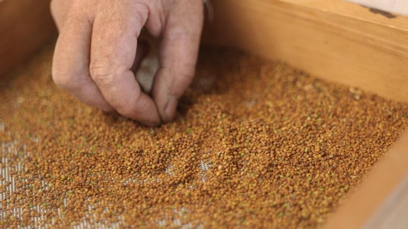 Preparing seeds for sale at Brown Envelope Seed. Photograph: Richard Johnston