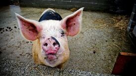 William Reville: Transplants from pigs to people might not be far off