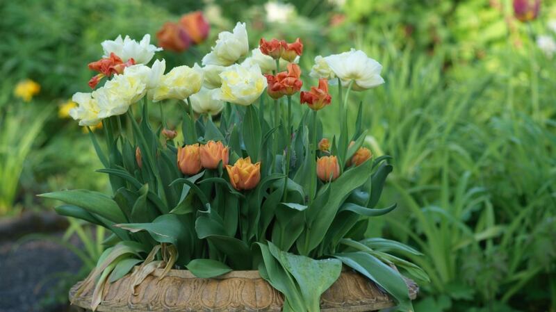 Spring containers can dry out at this time of year so keep them watered in dry weather