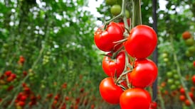 ‘Will my tomato plants ripen at this time of year?’