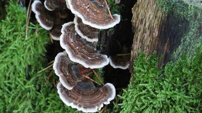 Trametes versicolo - known as turkey tail in Ireland and Kawaratake in Japan.