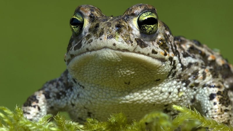 Under pressure: natterjack toad. Photograph: Do Van Dijck/PA Wire
