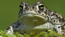 Ireland’s first captive-bred Natterjack toadlets released into the wild