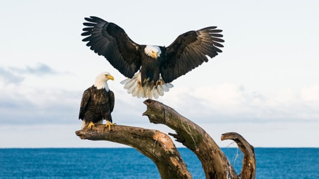 The bald eagle was removed from the federal endangered species list in America in 2007 after the banning of the pesticide DDT and habitat protection led to its recovery.