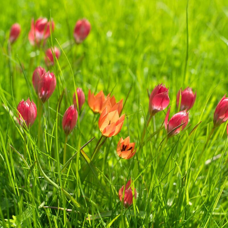 Species tulips naturalised in grass. Photograph: Richard Johnston