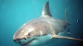 Media goes overboard as great white strays into British waters