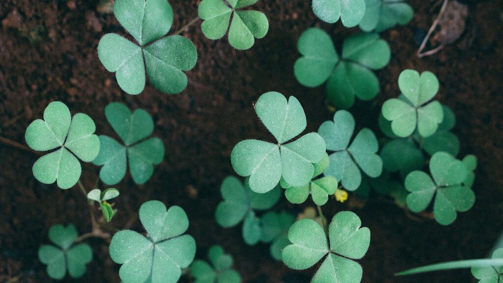 Writing about shamrock in the 1980s, the Irish botanist Charles Nelson said that shamrock was nothing more and nothing less than young clover