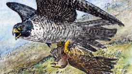 The unswattables: How are flies so adept at evasive action?